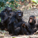 Mahale, Gombe and Katavi -Safari Tour