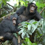4 Days Mahale Chimpanzee Tracking tour